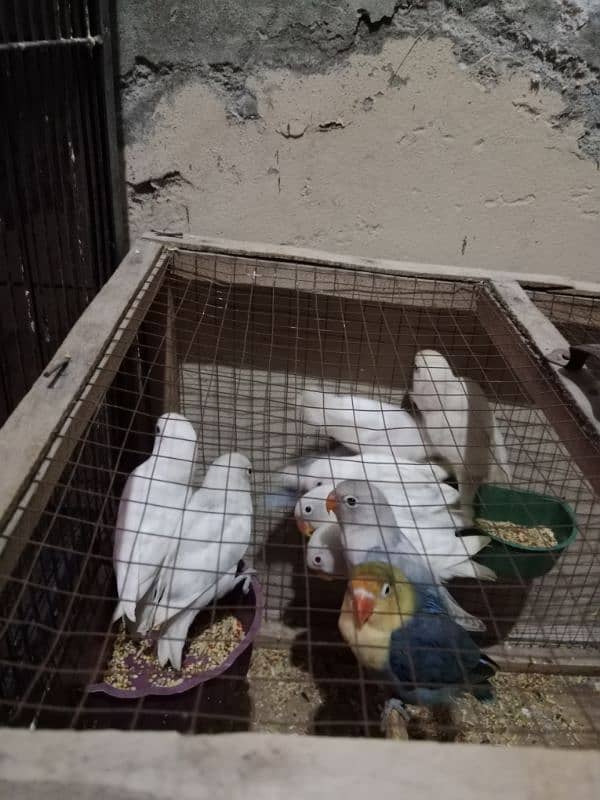 Love Birds Setup For Sale In Cheap Price 6