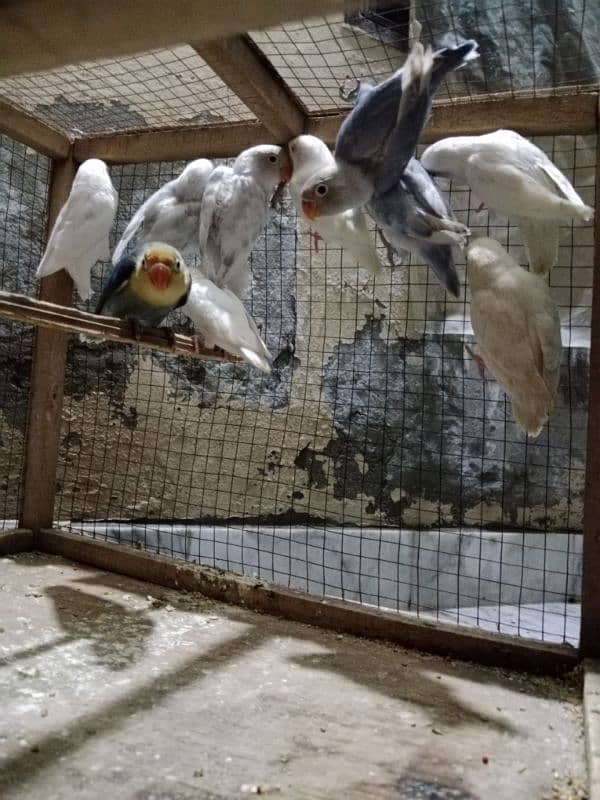 Love Birds Setup For Sale In Cheap Price 7