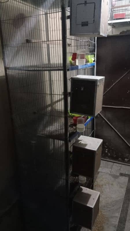 Love Birds Setup For Sale In Cheap Price 11