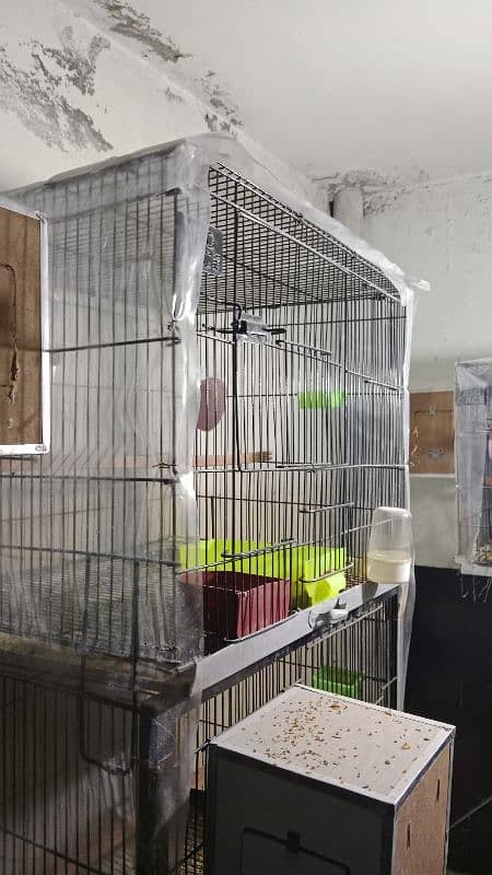 Love Birds Setup For Sale In Cheap Price 12