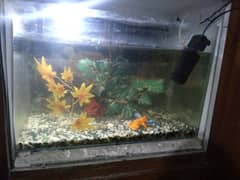 Fish