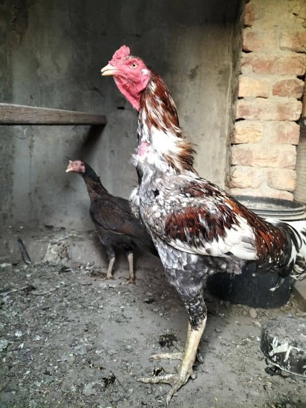 aseel murga 1