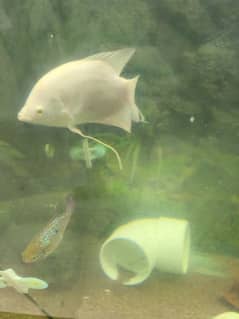 Giant