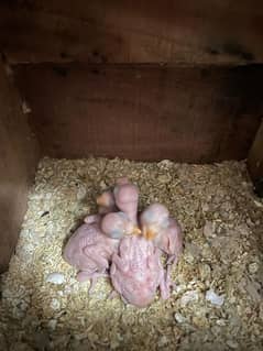 Green Ringnack chick available