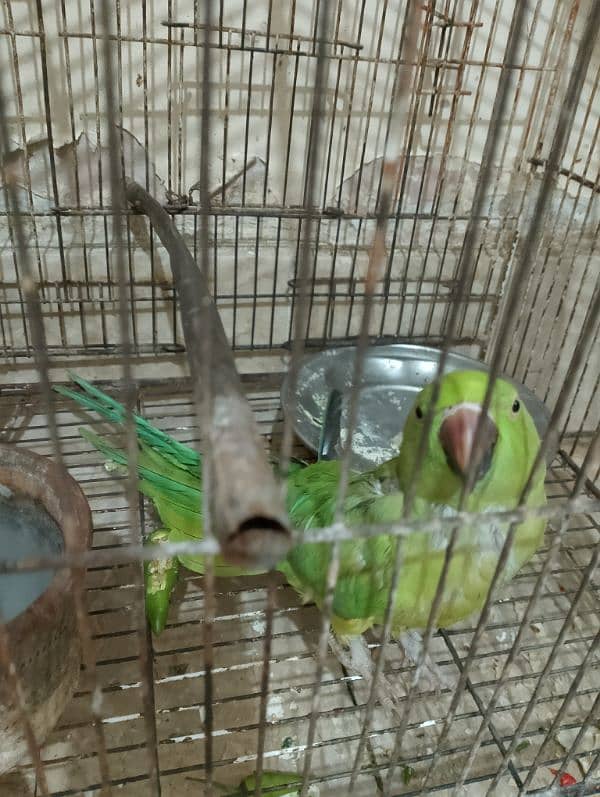 parrot 0