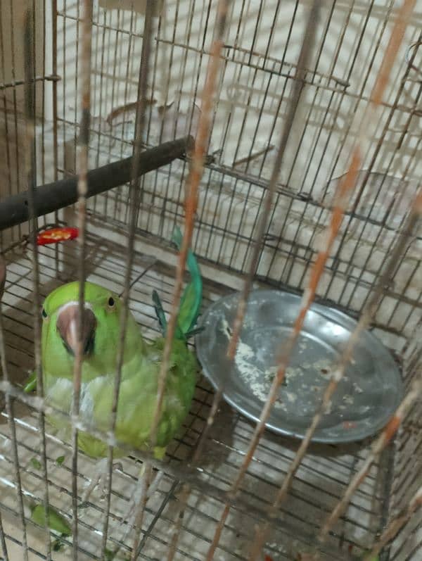 parrot 1