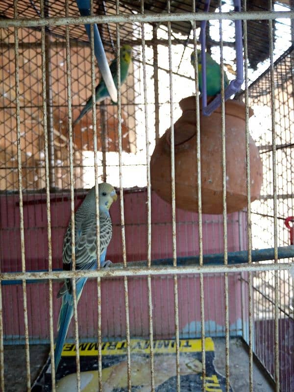 Bajri Parrot 0
