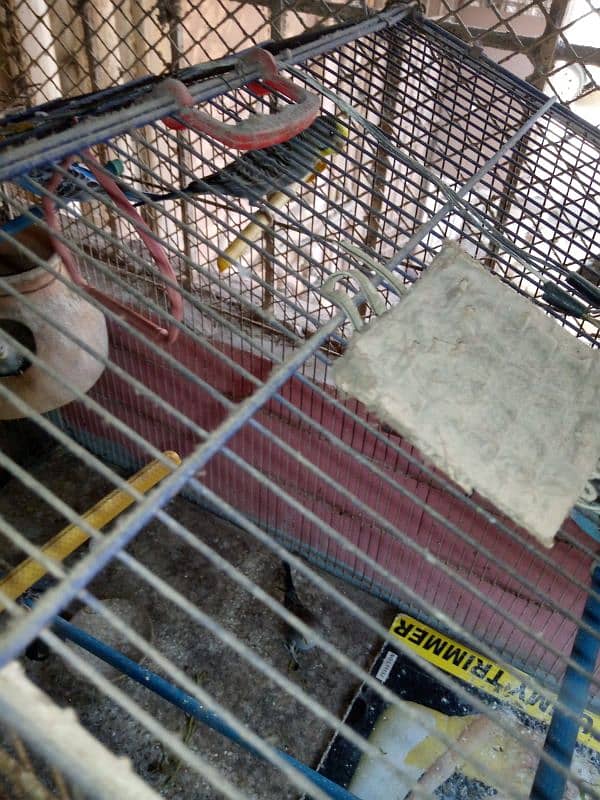 Bajri Parrot 1