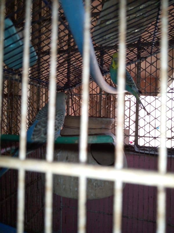 Bajri Parrot 2