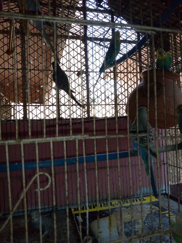 Bajri Parrot 4