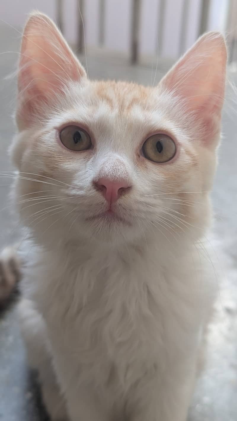Kittens for adoption 1