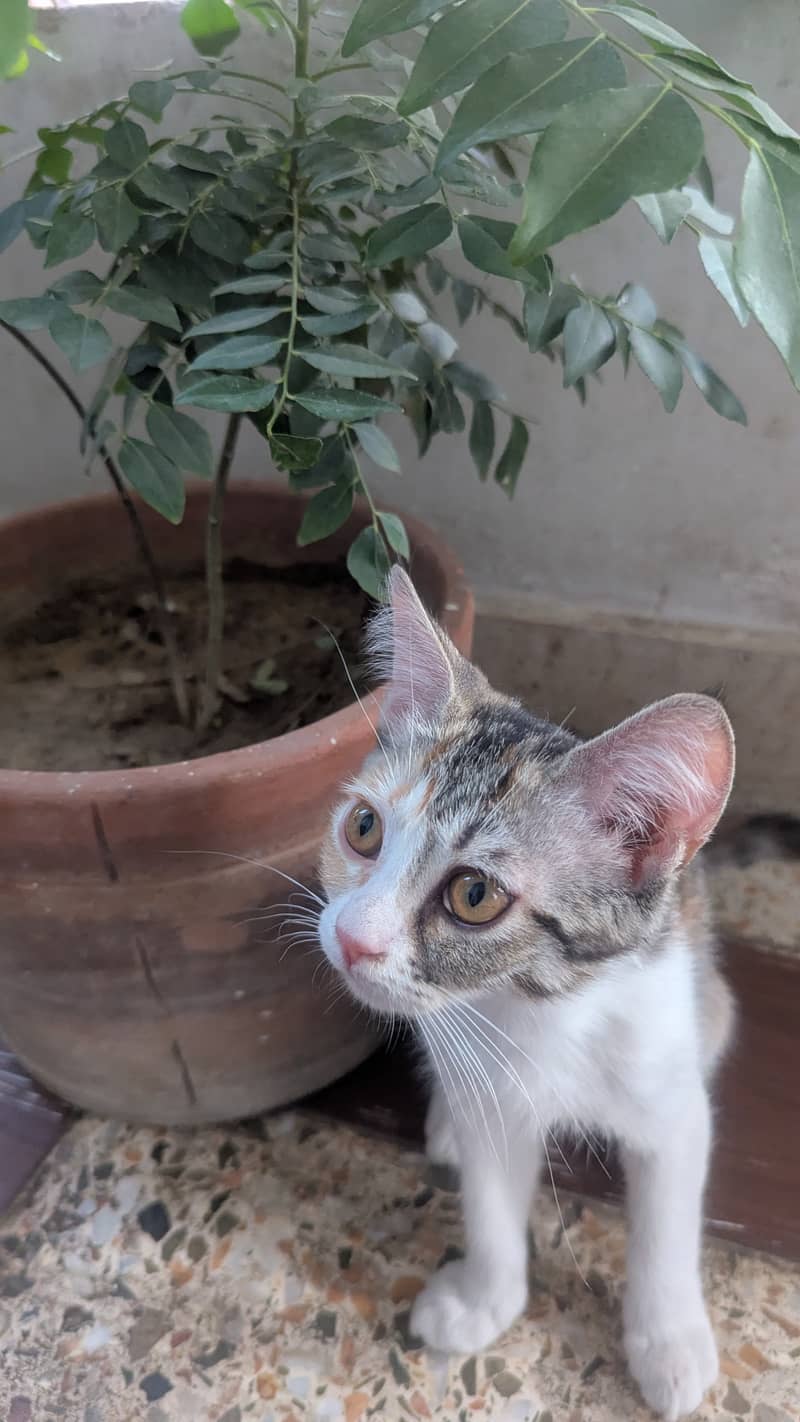 Kittens for adoption 2