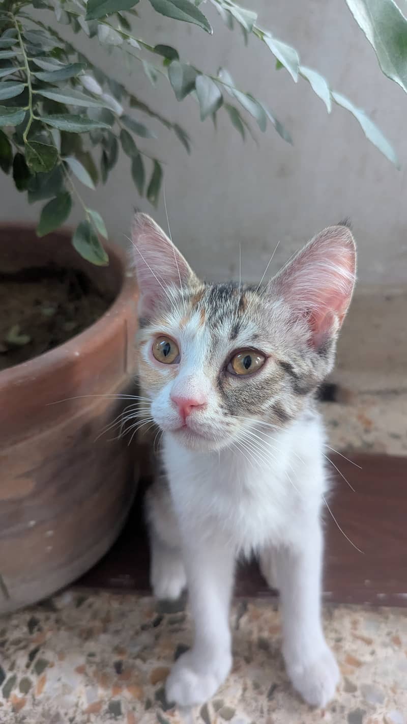 Kittens for adoption 3