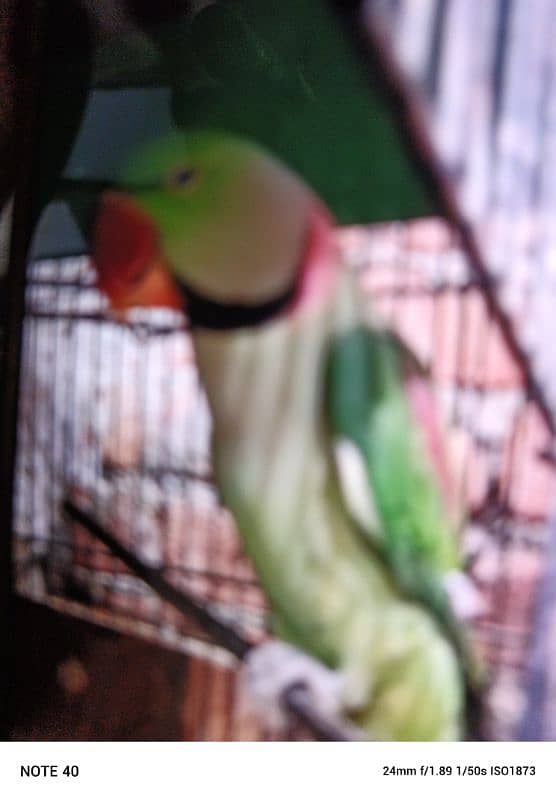 raw parrat 0