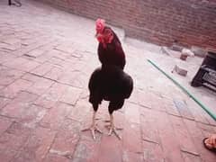 mushka