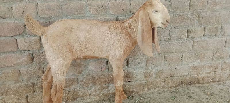 Biggest Size Sialkoti Goat For Sale 0