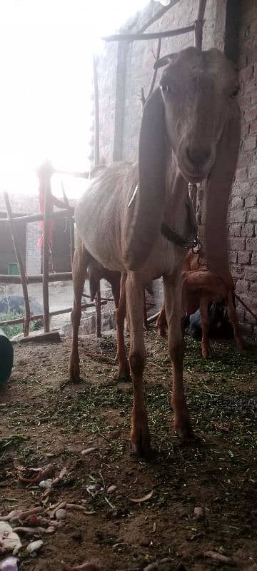 Biggest Size Sialkoti Goat For Sale 3