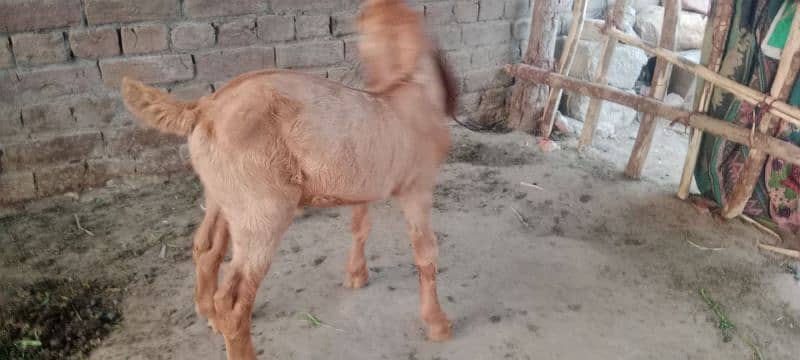 Biggest Size Sialkoti Goat For Sale 5