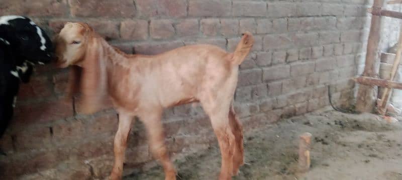 Biggest Size Sialkoti Goat For Sale 6