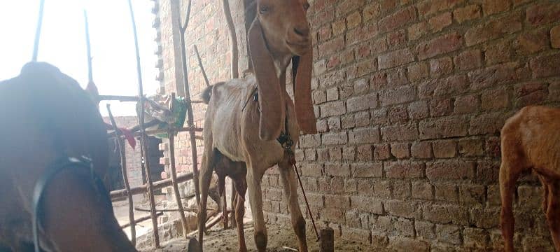 Biggest Size Sialkoti Goat For Sale 9