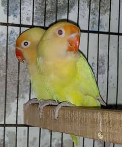Creamino,Decino,Albino Breeder pair