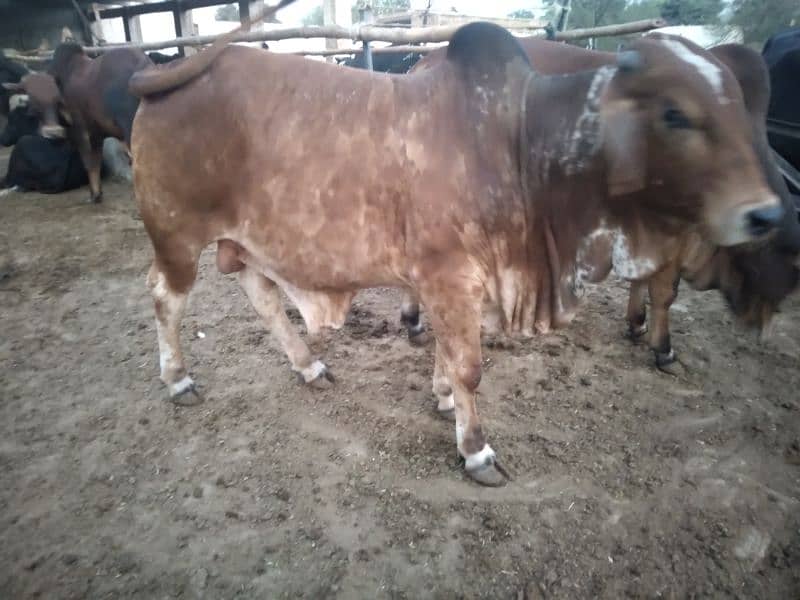 Qurbani 2025 k khobsorat 2 dant wachy 0