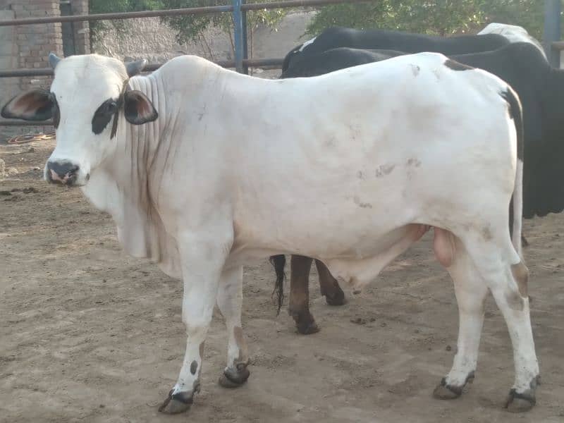 Qurbani 2025 k khobsorat 2 dant wachy 1
