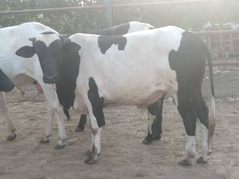 Qurbani 2025 k khobsorat 2 dant wachy 3