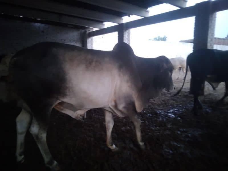 Qurbani 2025 k khobsorat 2 dant wachy 5