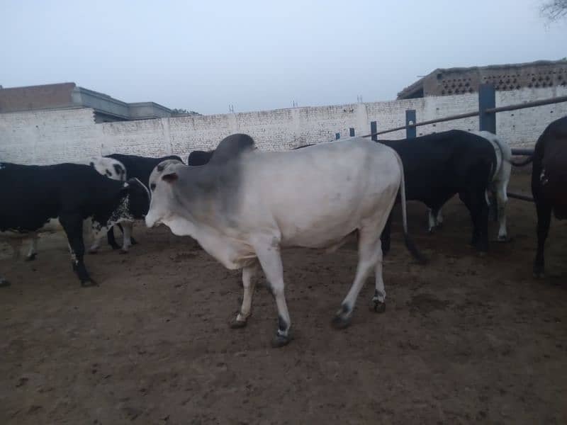 Qurbani 2025 k khobsorat 2 dant wachy 6