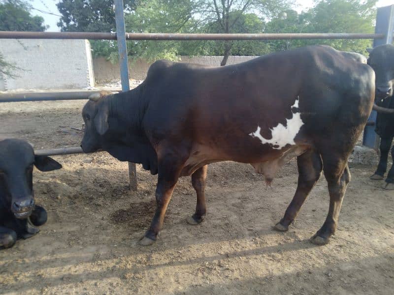 Qurbani 2025 k khobsorat 2 dant wachy 7