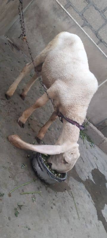 larkana dumba 0