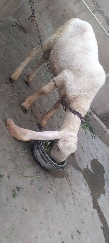 larkana dumba 1