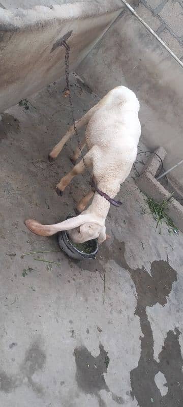 larkana dumba 2