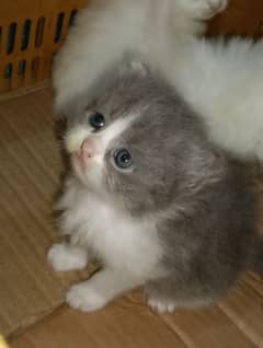 Persian cat pair 70days Ages