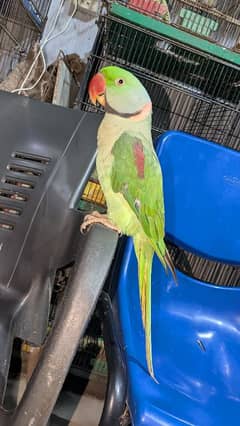 kashmiri Raw parrot fully hand tamed