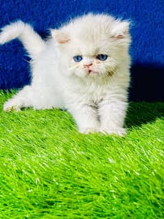 persian