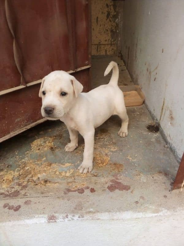 Labrador puppy in white colour 0
