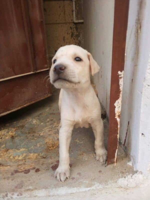 Labrador puppy in white colour 2