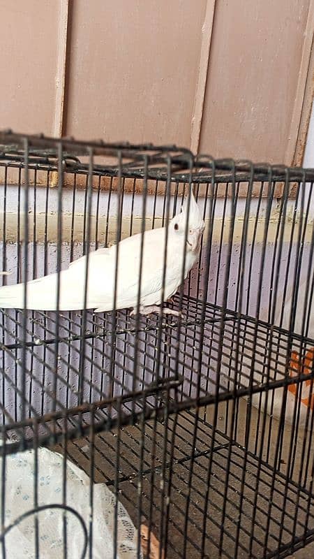 Eno Cocktail male 1