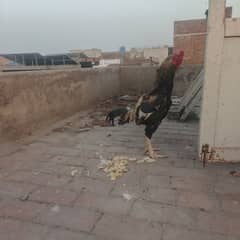 Aseel