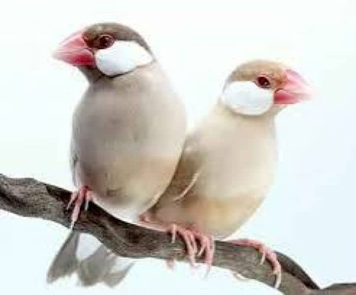 Fawn White Grey Java 0
