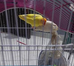 albino red eye x crimino