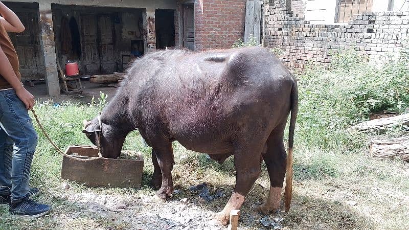 qurbani kata 0