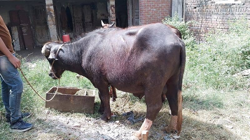 qurbani kata 1
