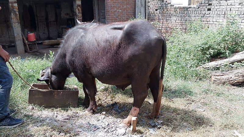 qurbani kata 2