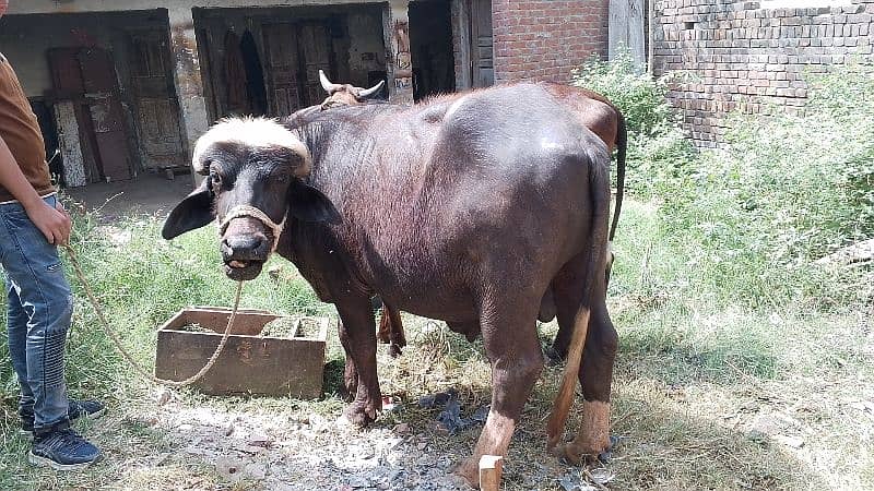 qurbani kata 4