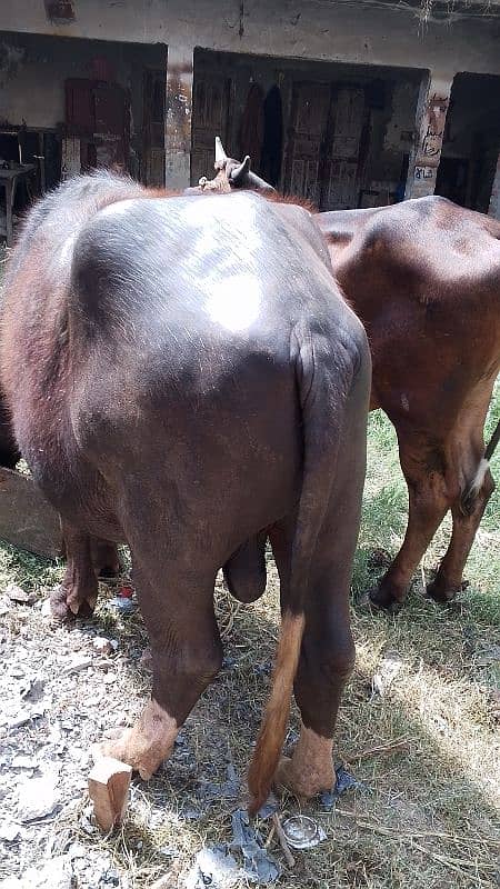 qurbani kata 5