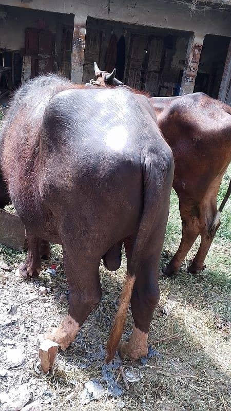 qurbani kata 6