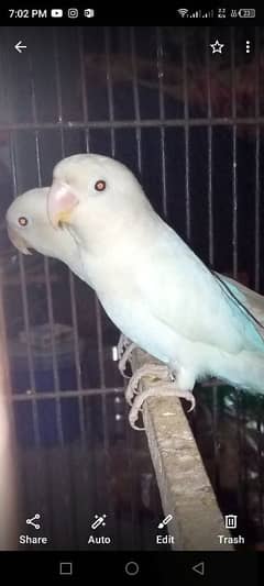 ALBINO